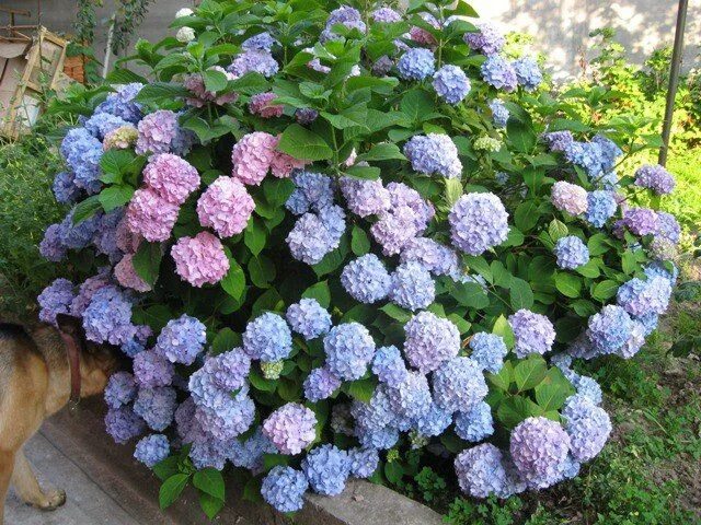 Гортензия декоративная фото Pin by elena shalman on Fl Hydrangea garden, Beautiful hydrangeas, Beautiful gar