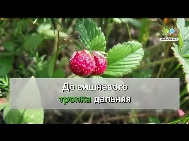Караоке напилася я