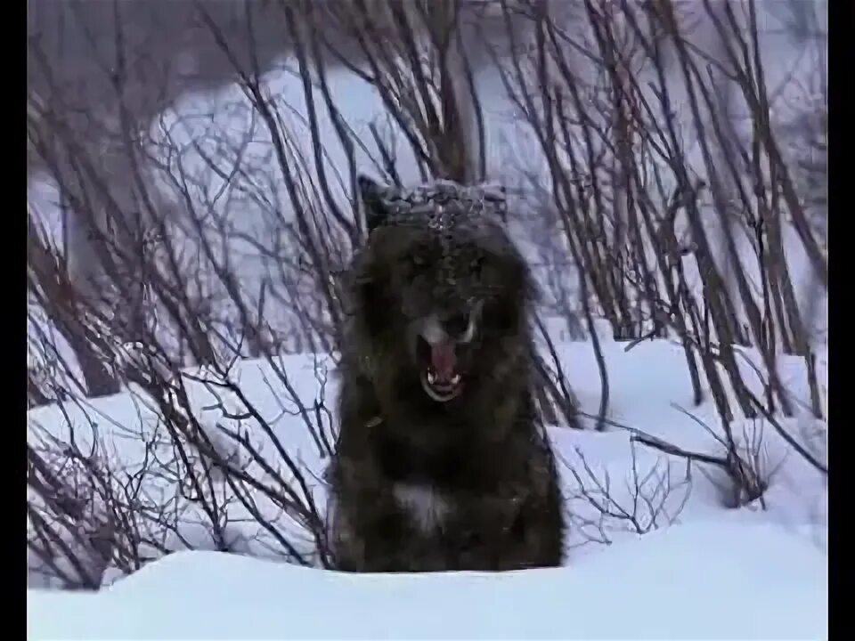 Звериный репортер. Волчий документальный. Волчий документальный. Фотоловушка в заповеднике. Волчий документальный.