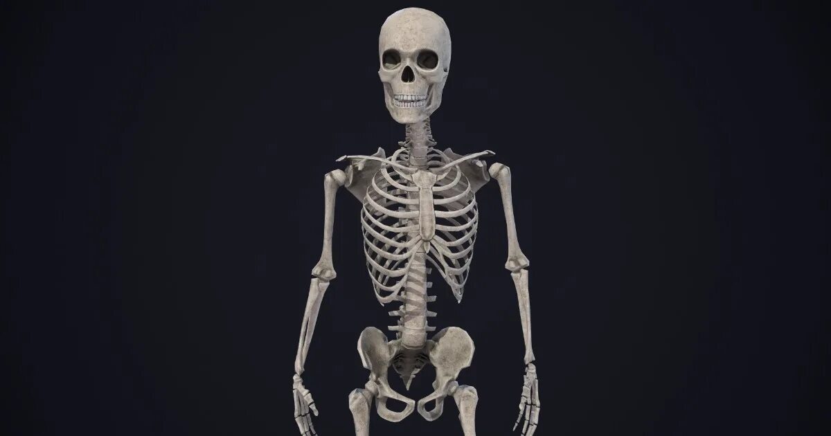 Skeleton like