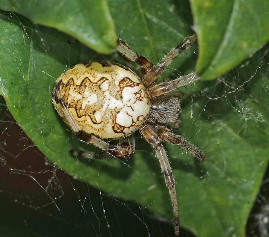 Крестовик мраморный. Araneus marmoreus piramidatus. Паук крестовик araneus marmoreus. Мраморный крестовик (araneus marmoreus). Мраморный крестовик (araneus marmoreus).