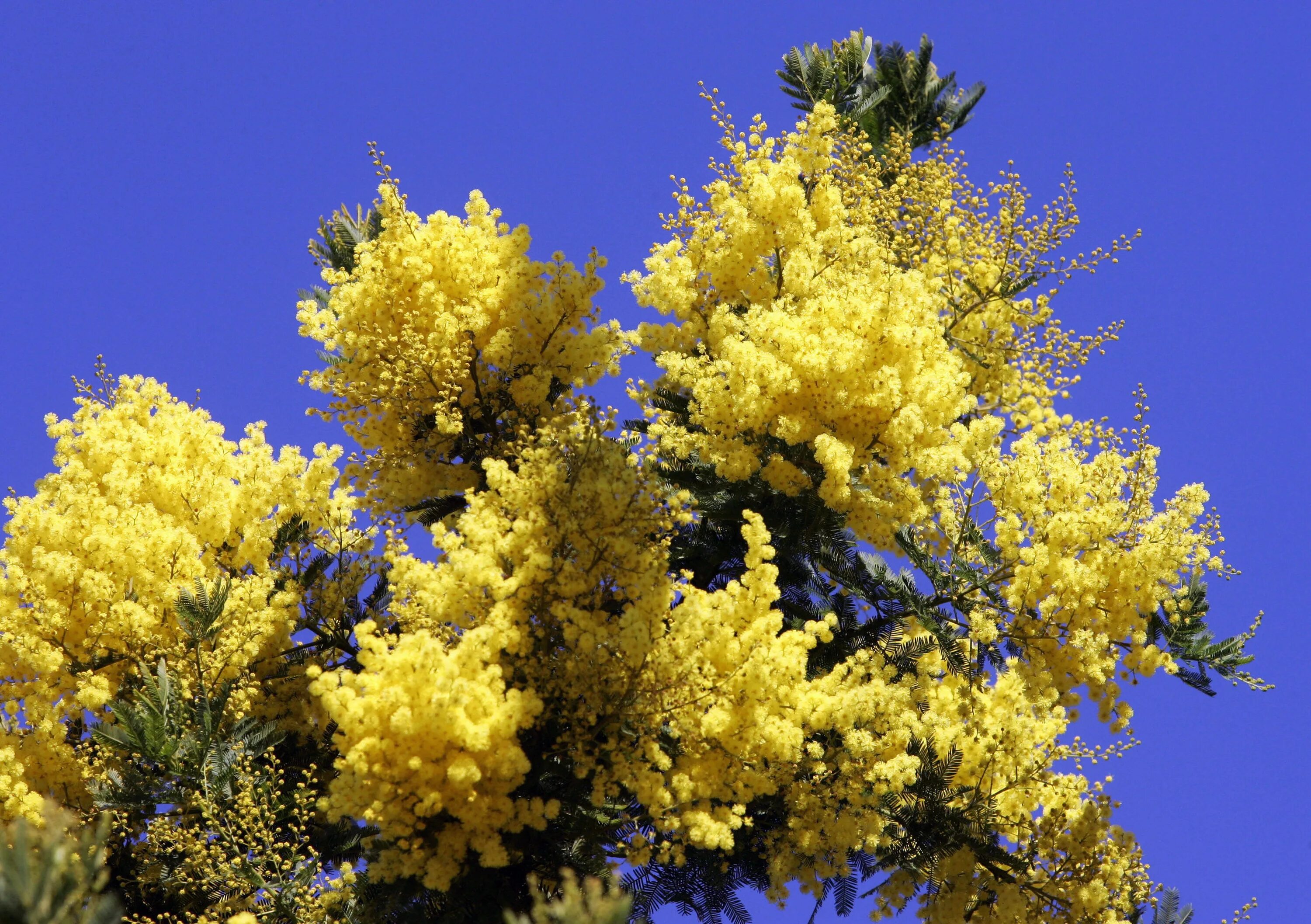 Мимоза дерево. Австралийская мимоза. Цветение мимозы в абхазии. Мимоза сицилия. Мимоза в стамбуле.
