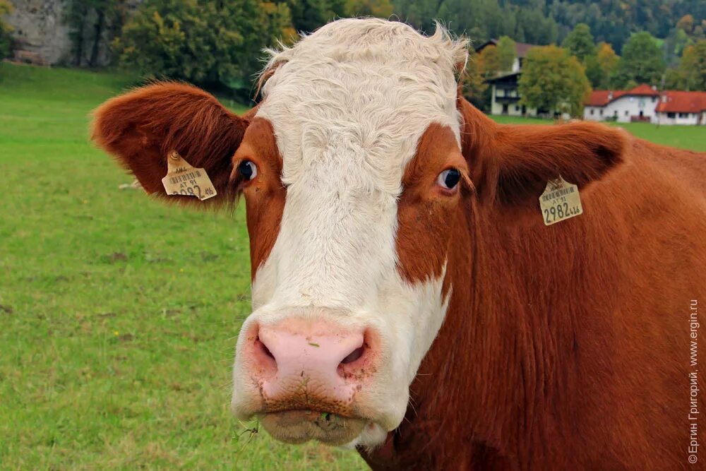 Корова. Грустная корова. Взгляд коровы. Корова с грустными глазами.