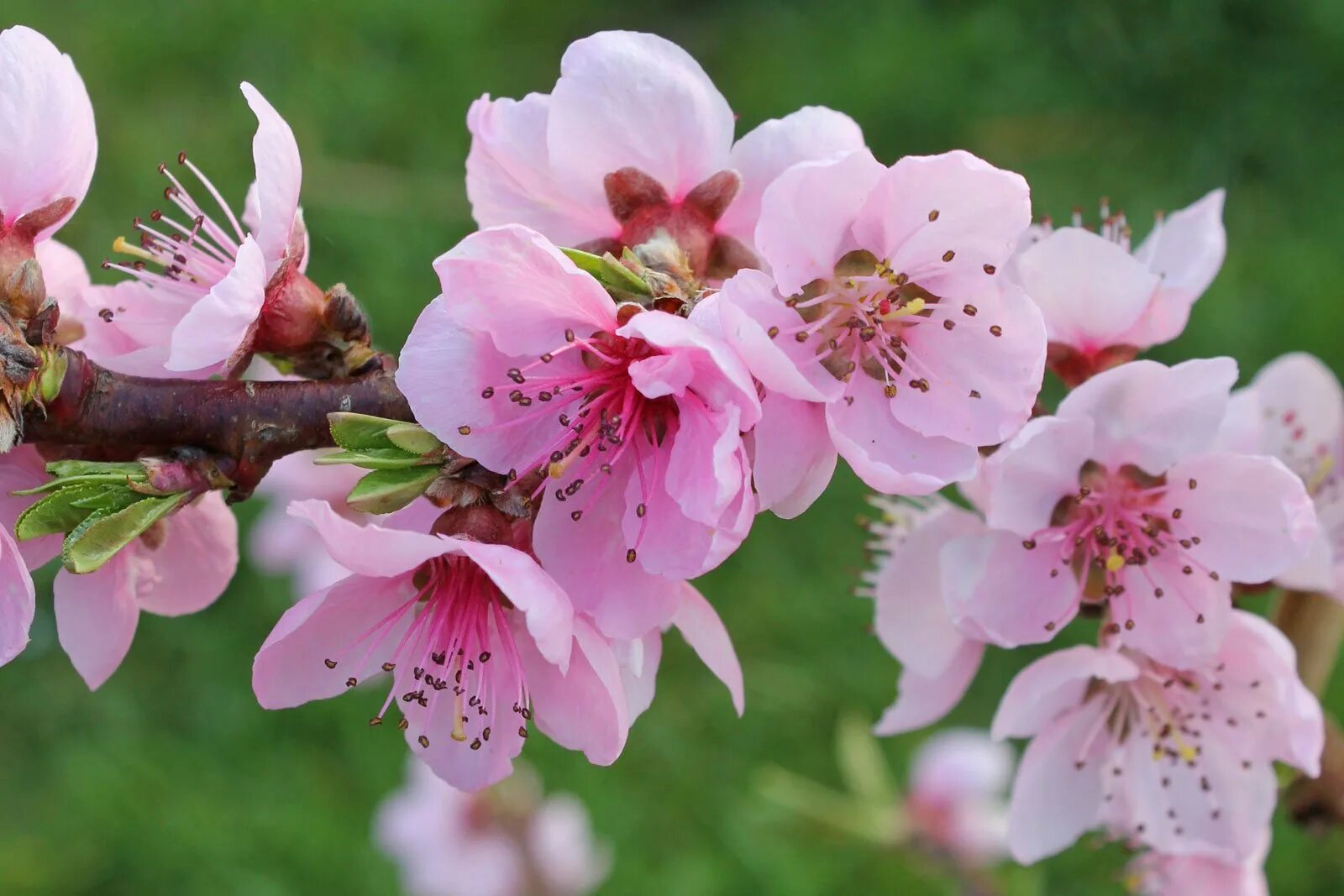 Цветение инжирного персика. Цветущий персик / Blooming Prunus persica. Инжирный персик цветет. Дерево нектарин цветет. Цветение персика фото