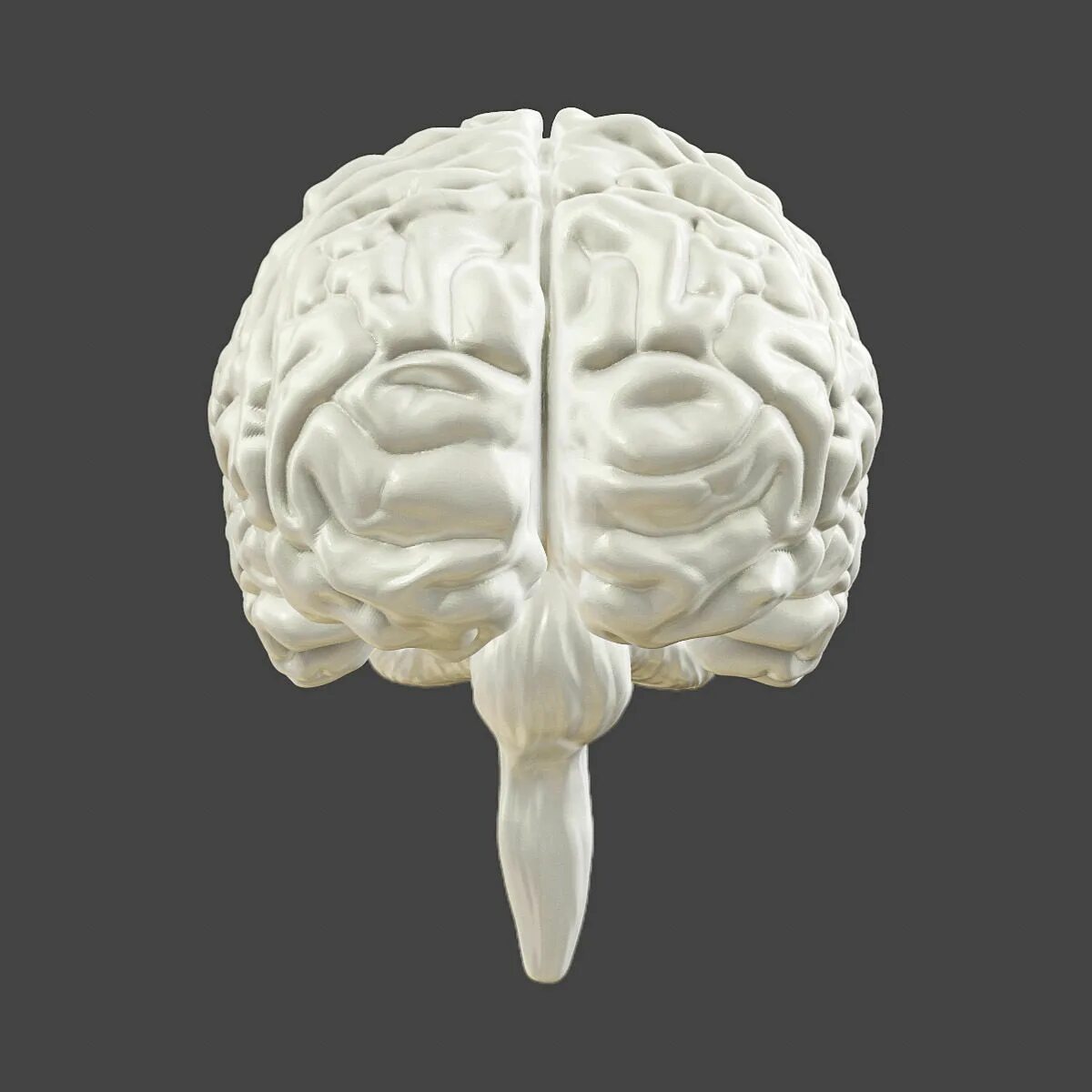 Brain model. 3в модель мозга ствол. Макет мозга. Муляж мозга. Макет человеческого мозга.