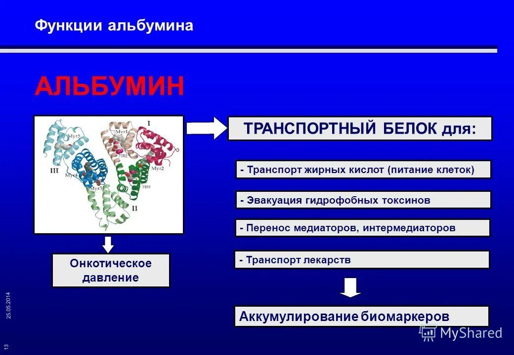 Альбумин в плазме крови. Альбумин функция белка. Белок альбумин строение. Химическая структура альбумина. Функции белка плазмы крови альбумина.