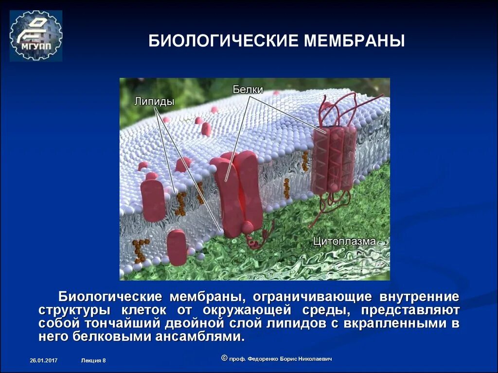 Биологическое значение мембраны. Биологическая мембрана. искусственные мембраны. строение биологической мембраны. синтетические мембраны.