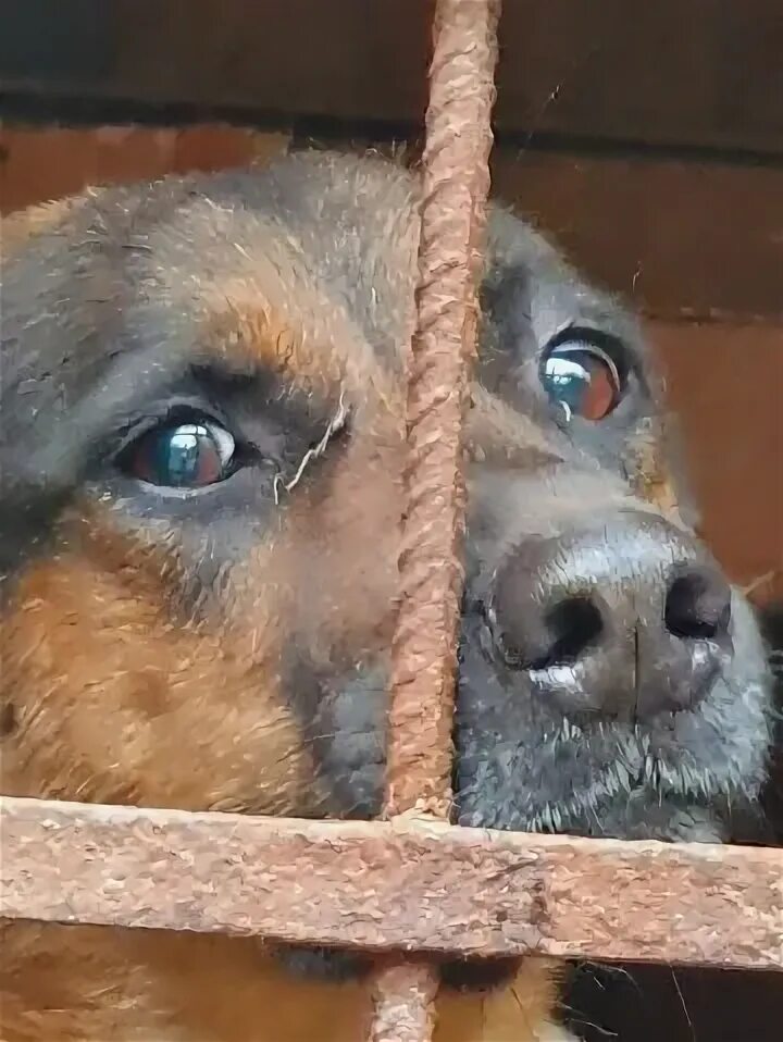 посещение приютов для животных. приют преданность бийск. приют преданность. приют верность. приют верность саратов.