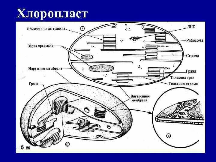 Какого строение хлоропласта. Схема строения хлоропласта. Внутреннее строение хлоропласта. Строение хлоропласта Теремов. Хлоропласты рисунок схематично.