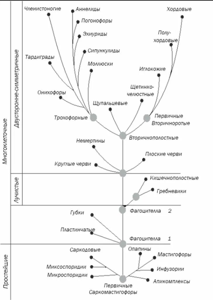 Эволюционное Древо развития животных. Основные этапы эволюционного развития животных. Схема эволюционного древа