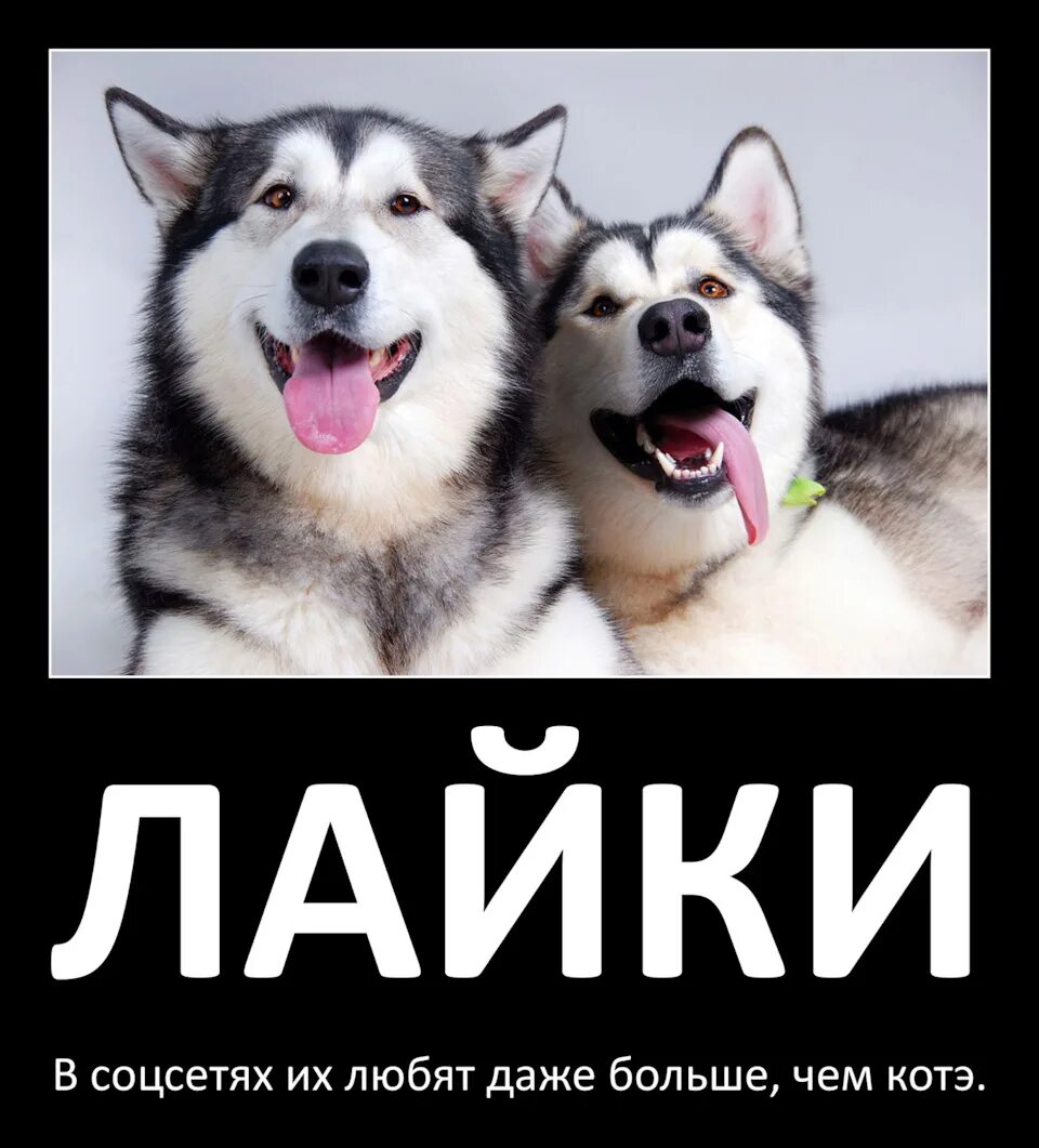 Установить лайки. Приколы про лайки. ставим лайки. смешная лайка. приколы про лайки картинки.