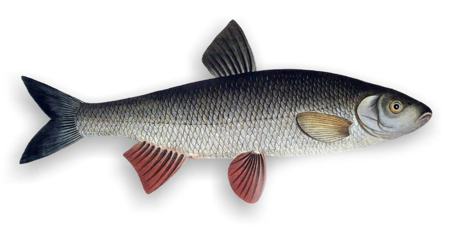 Елец обыкновенный рыба. Вырезуб донской. Елец обыкновенный рыба. Речная рыба елец. Сибирский елец рыба.