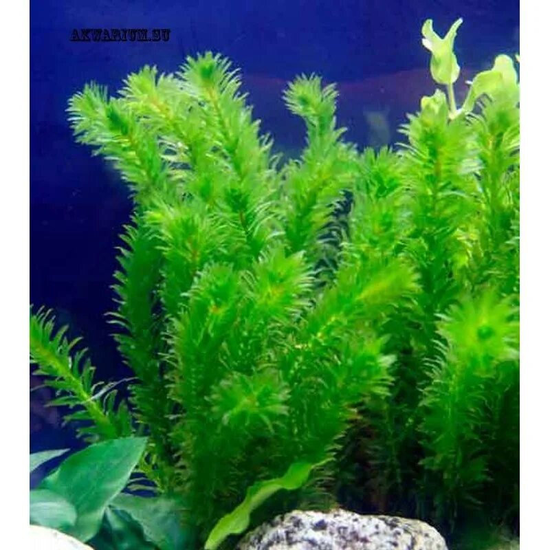 Мох риччия. Речные водоросли посейдония. Риччия плавающая. Глоссостигма аквариумное растение. Хемиантус аквариумное.