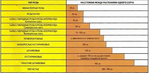 Расстояние между розами при посадке