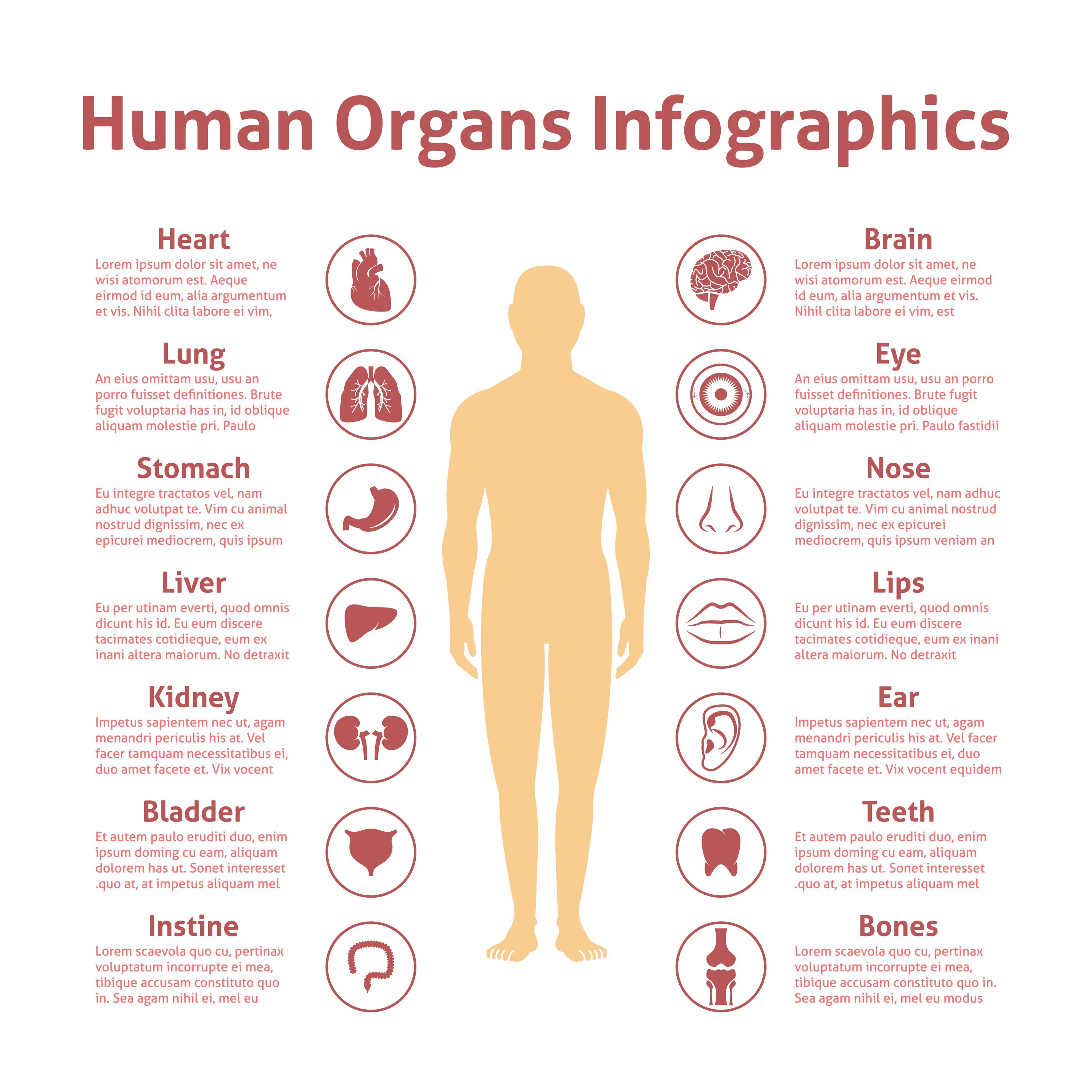 Продажа органов человека. Стоимость органов человека. Инфографика органы. Инфографика люди. Инфографика органы человека.