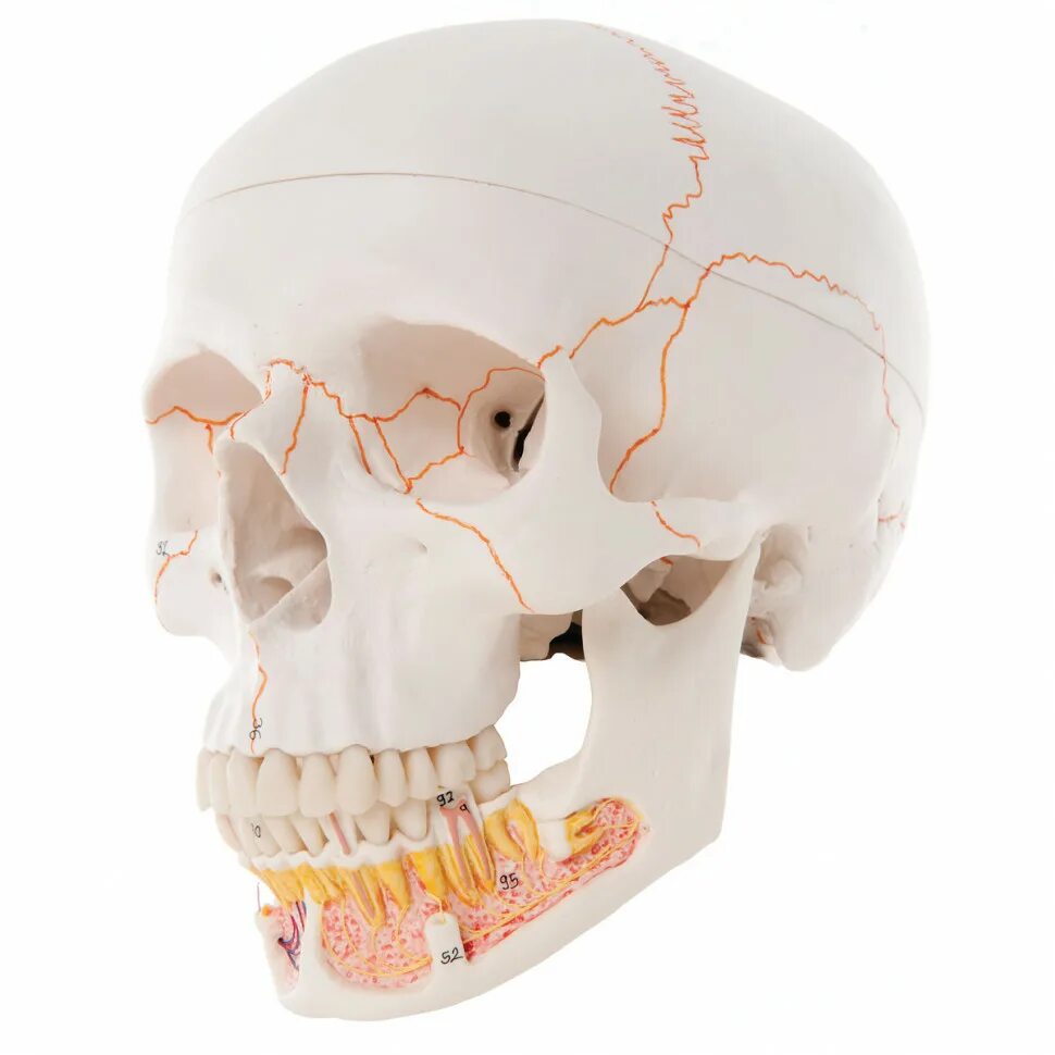 Skull model