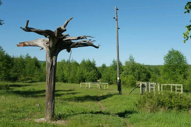 Корень хрена. Лилейник корневище. Повернулся корень. Повернулся корень. Перевернутое дерево.