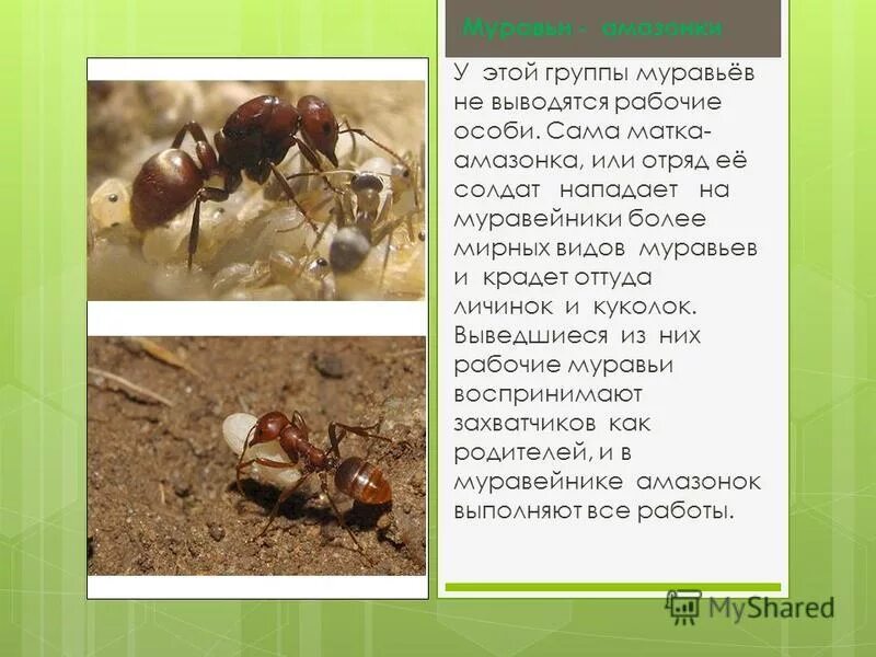 научная работа про муравьев. рассказ про муравья. муравей какой группе животных относится. муравей какой группе животных относится. отряд перепончатокрылые муравьи.