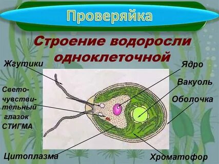 Особенности фотосинтеза у водорослей