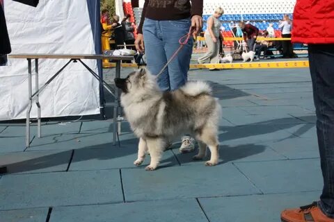 Немецкий вольф