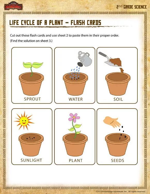 Plants task. Растения Worksheets for Kids. Plants Vocabulary for Kids. Растение in English for Kids. Plant Life Cycle for Kids.