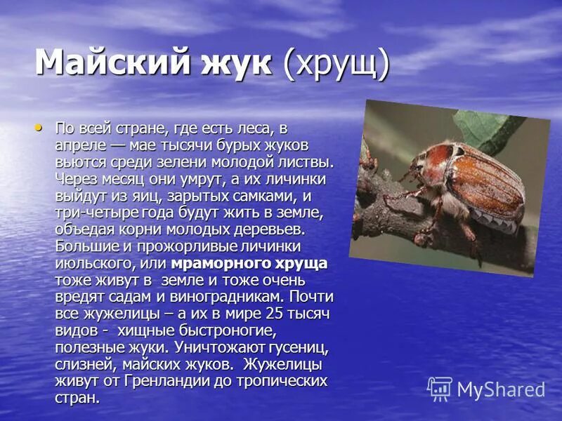 Почему я хрущу. Майский Жук. Майский Жук интересные факты. Майский Жук доклад. Майский Жук кратко.