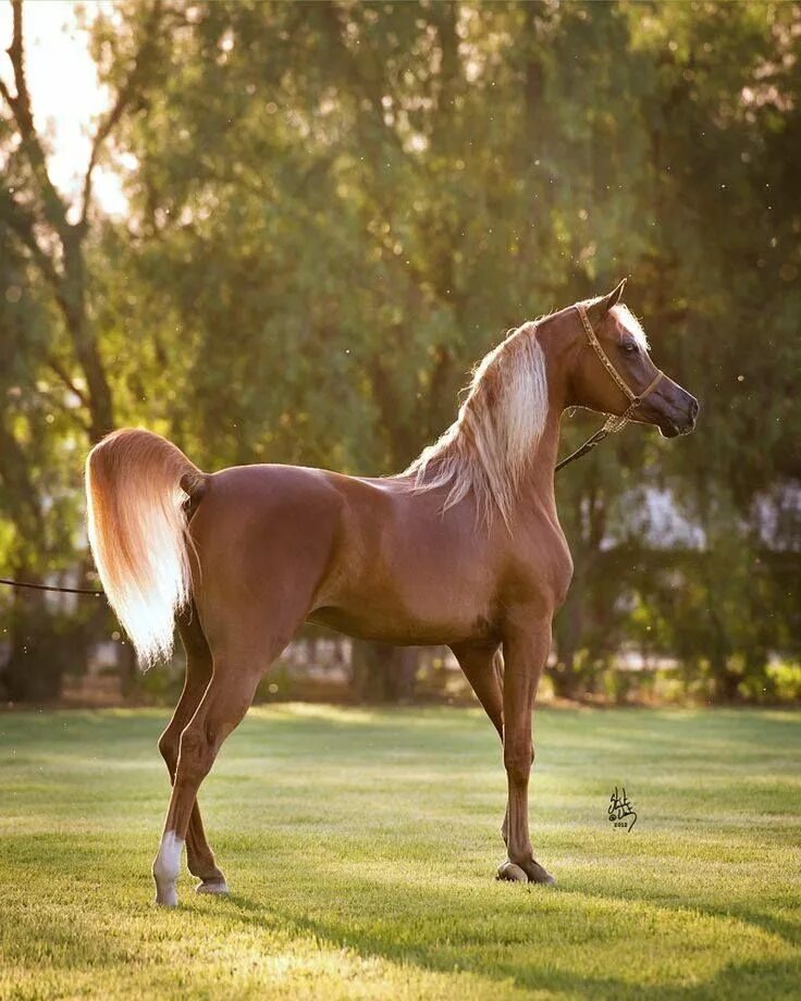 Horses are beautiful. Кохейлан-сиглави. Лошади породы арабская чистокровная. Арабская чистокровная сиглави. Арабская лошадь (арабский скакун).