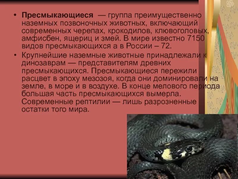 Интересный факт про пресмыкающихся. Сообщение о пресмыкающихся животных. доклад о рептилиях. сообщение о преспресмыкающи. доклад о пресмыкающихся животных.