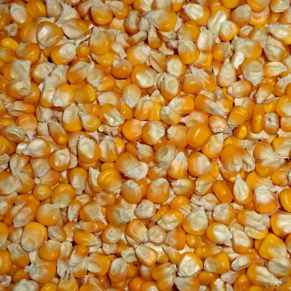Куры можно кукурузы. Кукуруза (зерно). Кукуруза в мешках. Кормовая кукуруза. Кукуруза корм для кур.