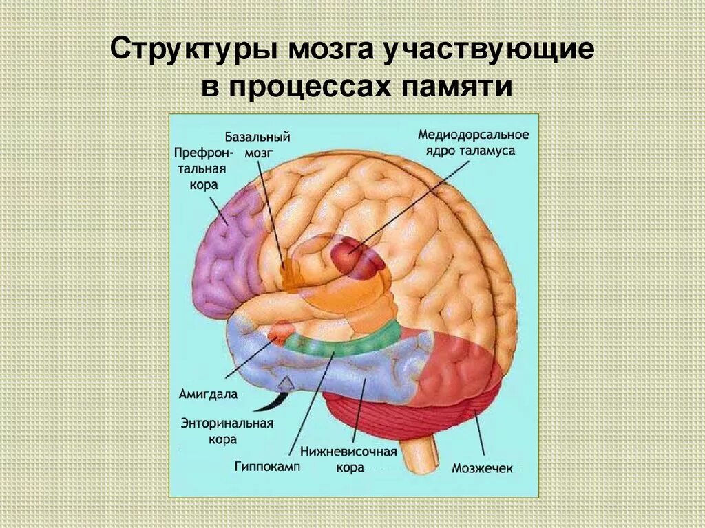 Отдел памяти в мозге. Отдел мозга отвечающий за память. Структуры мозга участвующие в памяти. Строение головного мозга.