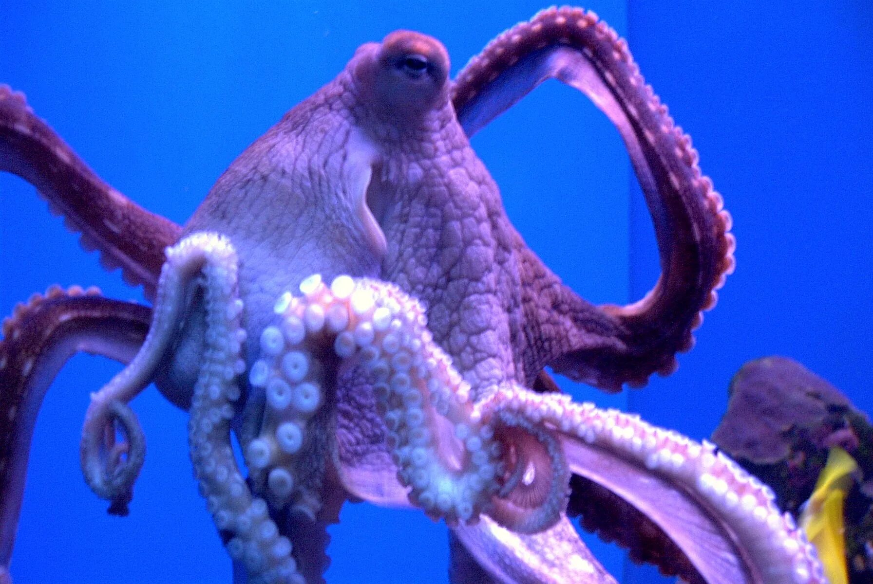 Осьминог Octopus vulgaris. Атлантический карликовый осьминог. Фиолетовый осьминог. Настоящие Осьминоги.