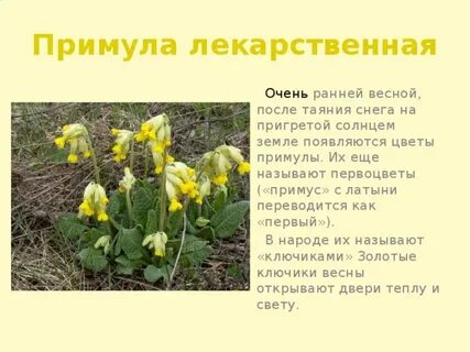Первоцвет фото и описание