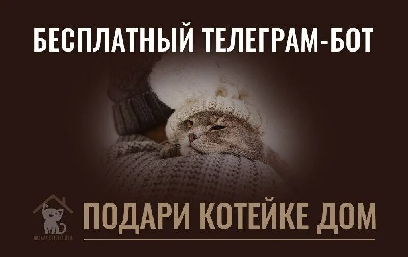 Подари котейке дом. Подари котейке дом. Киска. Подари котейке дом. Подари котейке дом.