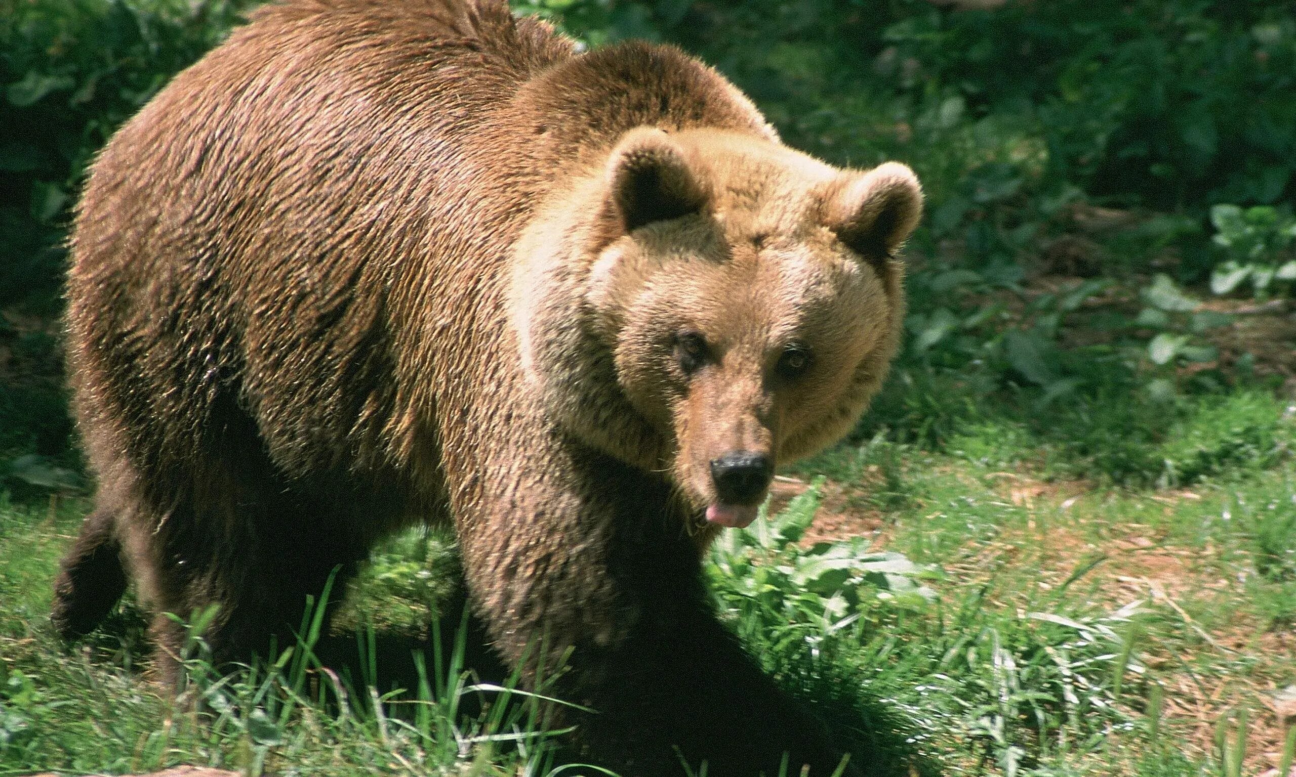 Евразия медведи