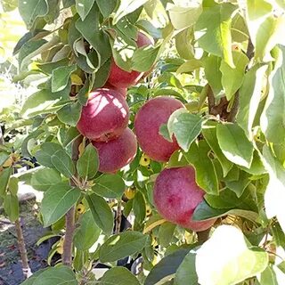 Малинки питомник
