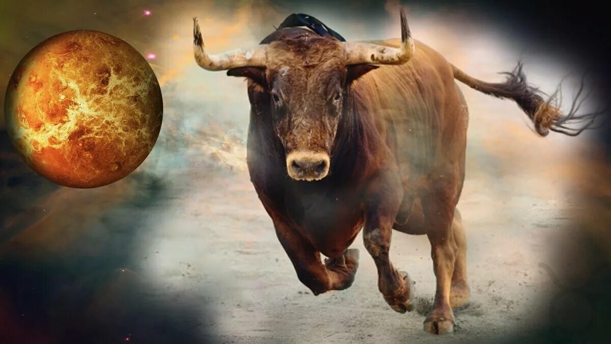 Знак зодиака телец люди. Taurus Телец. Бык Телец Taurus. Красивый бык. Бык знак зодиака.