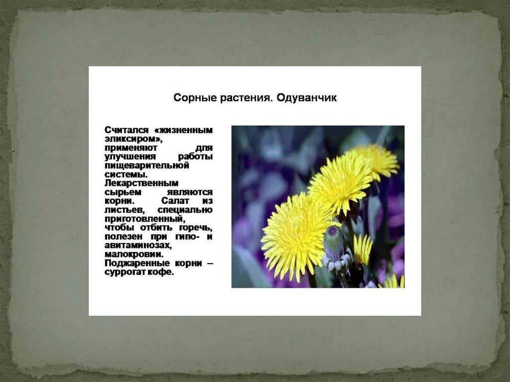 Растения названные в честь. Растения в честь известных людей. Растения которые названы в честь животных. Растения названные в честь людей. Название растений в честь знаменитых людей.