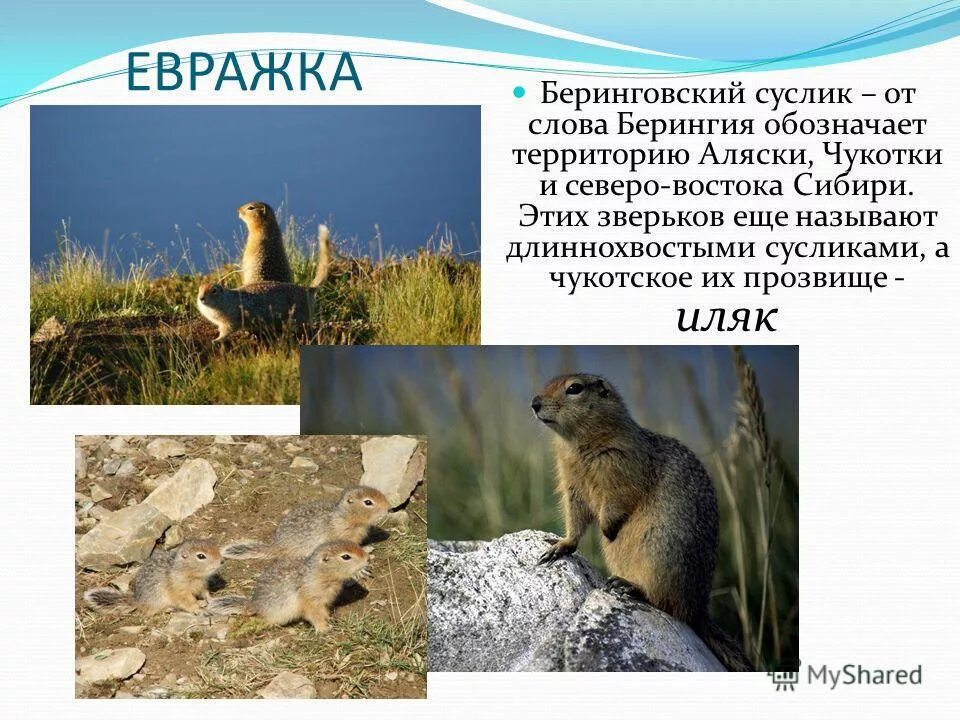 слово суслик. слово суслик. джумбура суслик. суслик степной. слово суслик.