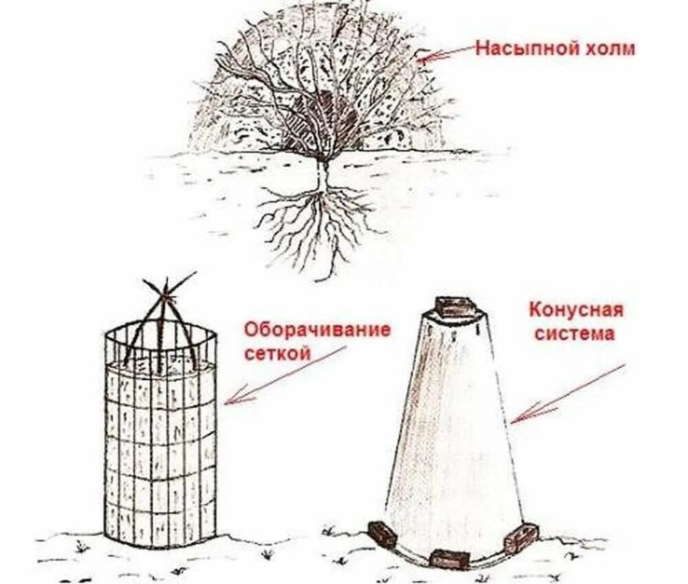 Как укрыть шелковицу. Способы укрытия роз на зиму в средней полосе. воздушно сухое укрытие для роз на зиму. правильное укрытие роз на зиму в подмосковье. как укрыть высокие розы на зиму.