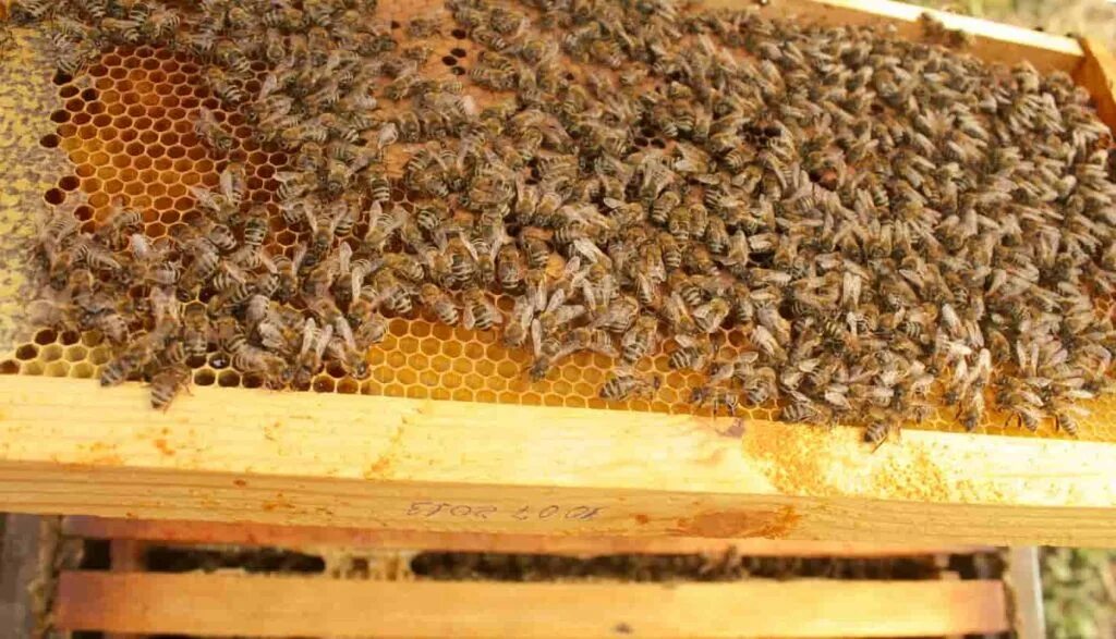 Пчелы 1 разбор. Пчелиная семья. Пчелы, в улей мед приносящие. 150 Кг меда с улья. Продуктивность одной пчелосемьи.