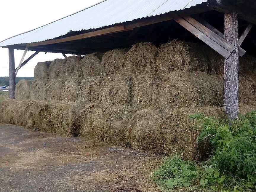 Купить сено в рулонах на авито. Свежее сено.