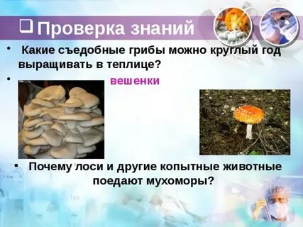 Как проверить грибы на съедобность