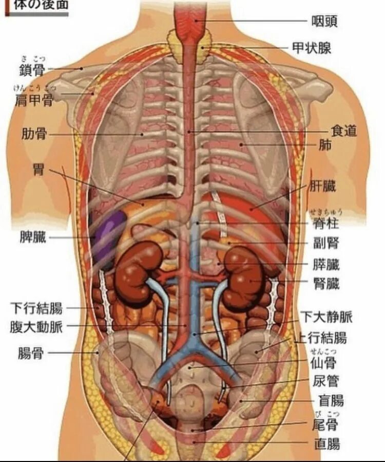 Орган мужчины видео. Анатомия человека. Анатомия человека внутренние органы. Аппараты внутренних органов. Расположение органов у человека в брюшной полости.