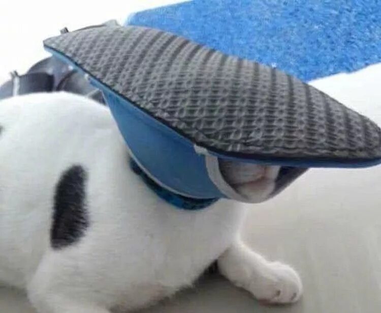 тапочки на котах. тапочки домашние женские. мем тапочек кот. играл с тапком проиграл мем. кот с тапочкой на голове.