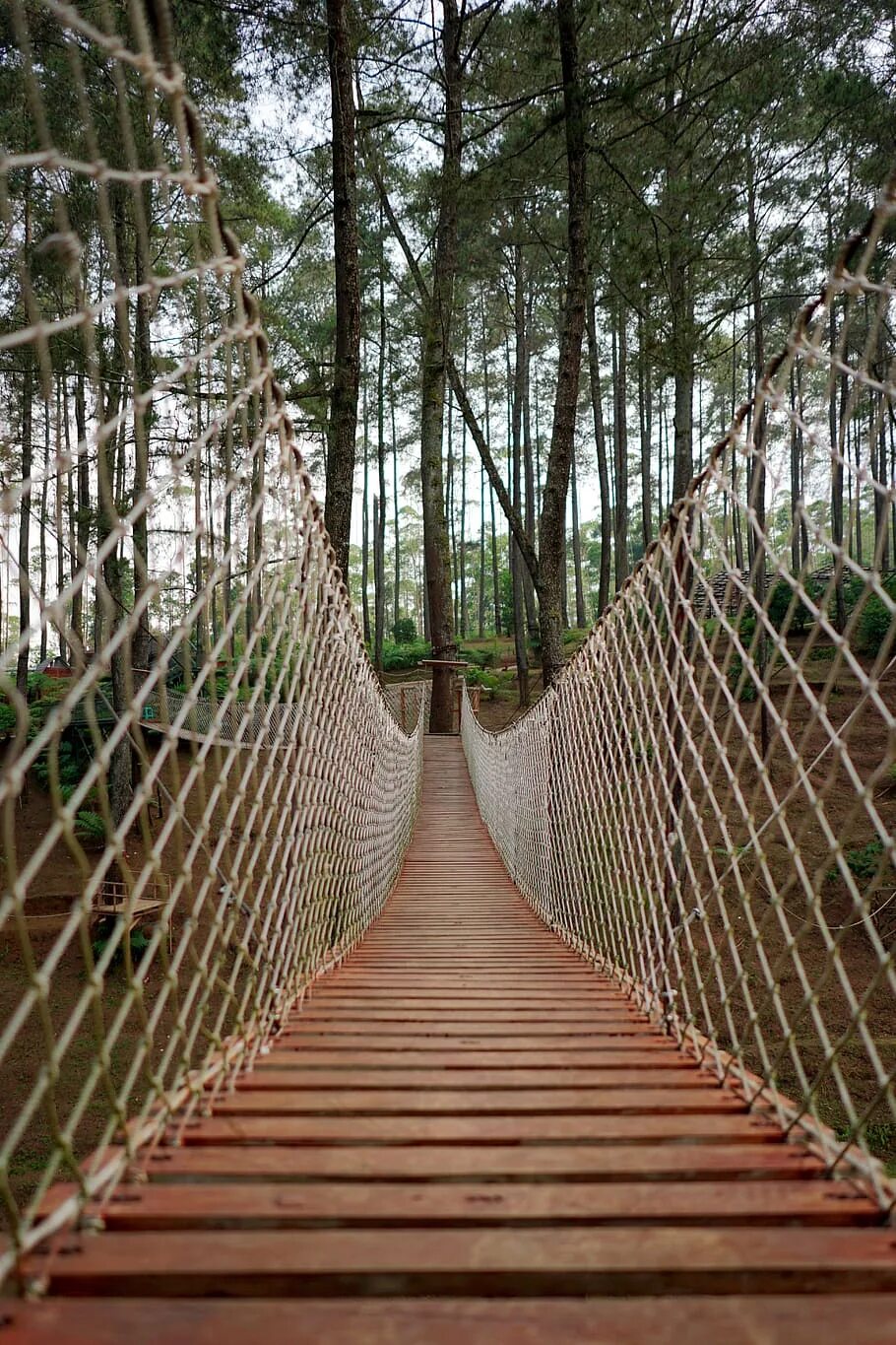 Bridge net