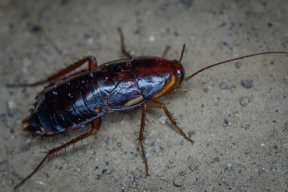 Таракан фото и описание. Тараканы в краснодарском крае черные. Таракан черный (blatta orientalis). Тараканы биология. Таракан обычный домашний.