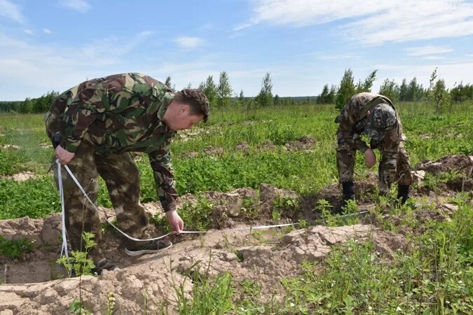 Правила посадки лесных культур. Лесовосстановительные мероприятия. Приемка лесных культур. Отвод лесосек. Технологическая приемка лесных культур.