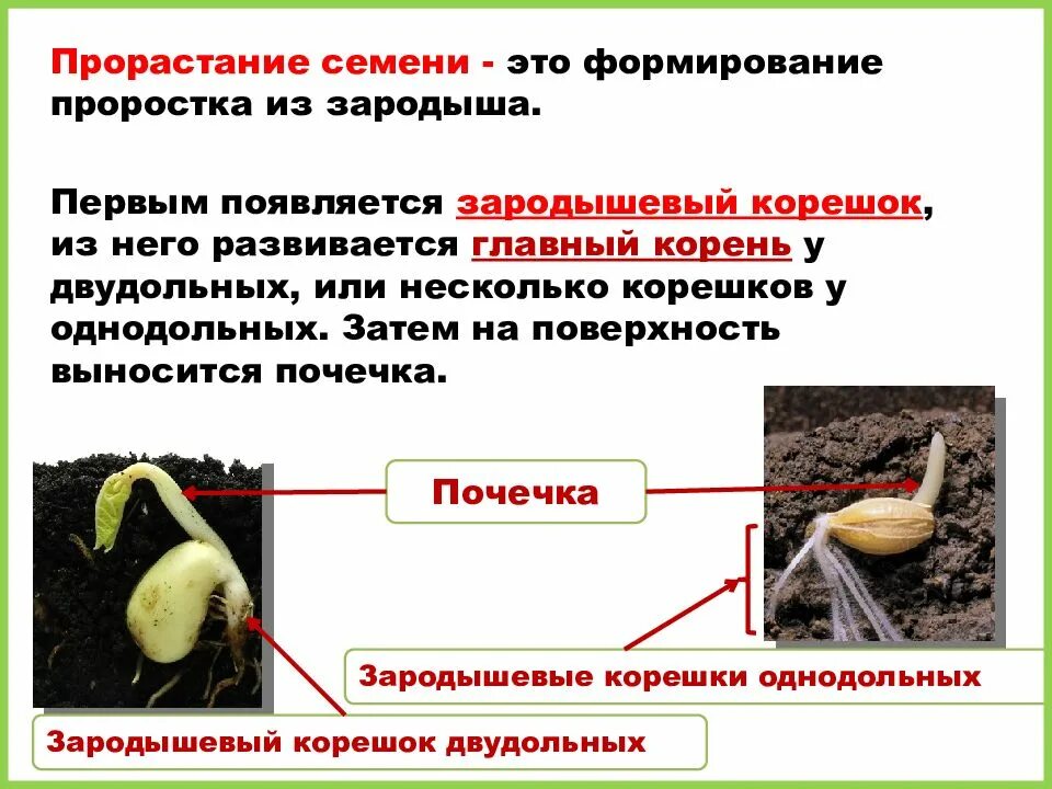Известно что прорастание семян необходимы определенные условия. Прорастание семян. процесс прорастания семян. строение и прорастание семени. типы прорастания семян.