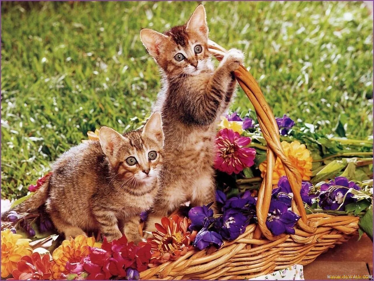 Песня нарву букет и подарю. Кошка в лукошке. Котики в корзинке. Котята в корзине. Котик в корзинке с цветами.