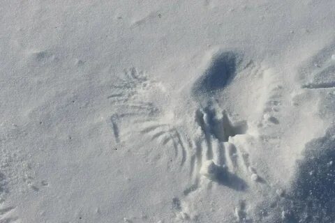 Следы ворон на снегу